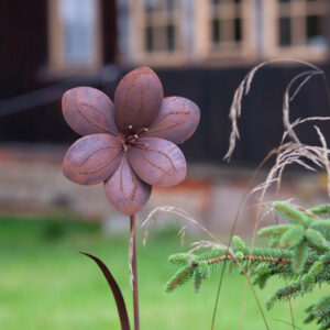 Narcyz Rustykalny Rdzawy Wysoka Dekoracja