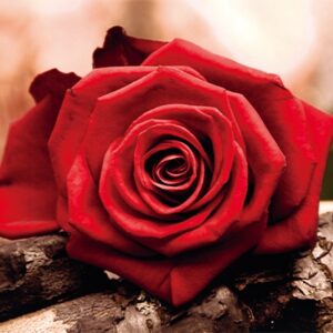 Haft diamentowy Czerwona róża mozaika diamentowa diamond painting 40x30cm DP138