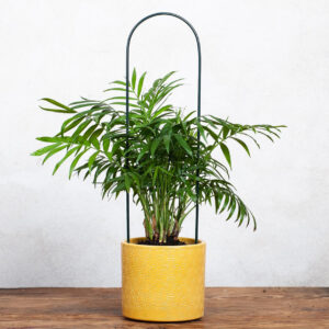 Podpora Pnączy Krzewów Elipsa Kwiaty Pnące