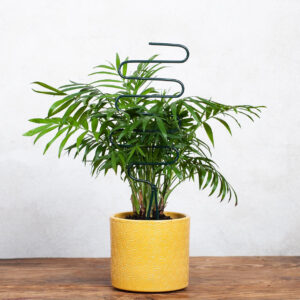 Podpora Pnączy Krzewów Zygzak Kwiaty Pnące