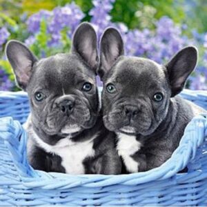 Haft diamentowy Buldogi francuskie mozaika diamentowa diamond painting 40x30cm DP160